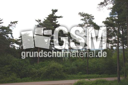 Wald-3.jpg